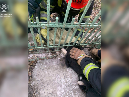 Звільнили з залізної пастки - у Кам’янському районі врятували собаку