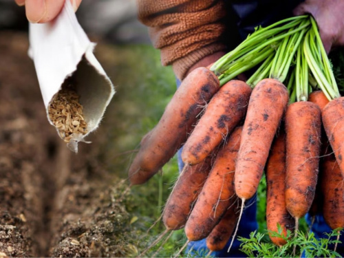 Помилка вартуватиме врожаю: коли саме сіяти моркву на Дніпропетровщині навесні 2026 року