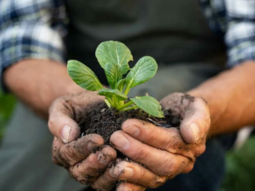 Секрети родючого чорнозему: як аграрії Дніпропетровщини подвоюють врожайність без «хімії»