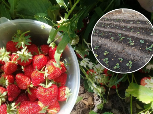 Вирощування полуниці на Дніпропетровщині: як отримати максимальний урожай у 2026 році та які сорти обрати