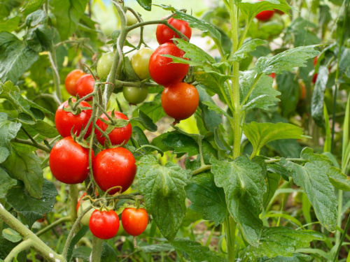 Як отримати урожай гігантських помідорів: перевірені варіанти добрива