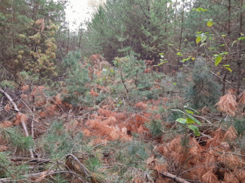 Таємниця Шульгівського лісу: що відомо про магнітні аномалії та НЛО