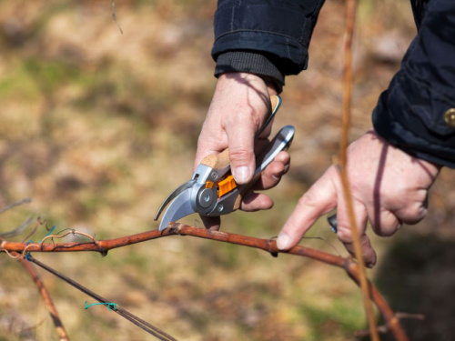 Золоті правила виноградаря: коли відкривати та як обрізати лозу на Дніпропетровщині у 2026 році