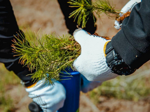 На Дніпропетровщині з’явився новий «Ліс пам’яті»: 7,5 тисяч сосен на честь полеглих героїв