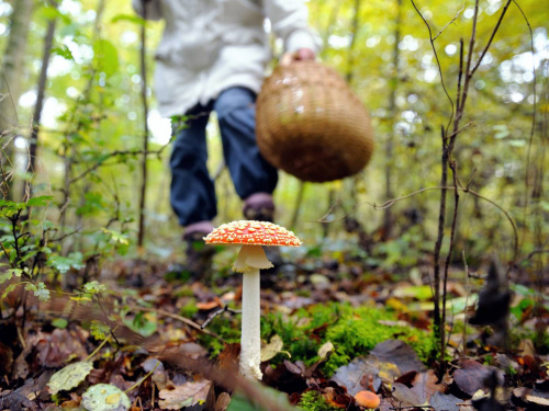 На Дніпропетровщині дикорослими грибами отруїлися дитина та пенсіонерка: подробиці