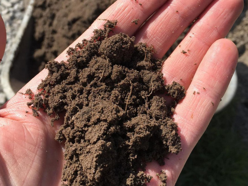 Секрет родючості важкої землі: що посадити на глинистих ділянках Дніпропетровщини, щоб зібрати рекордний урожай