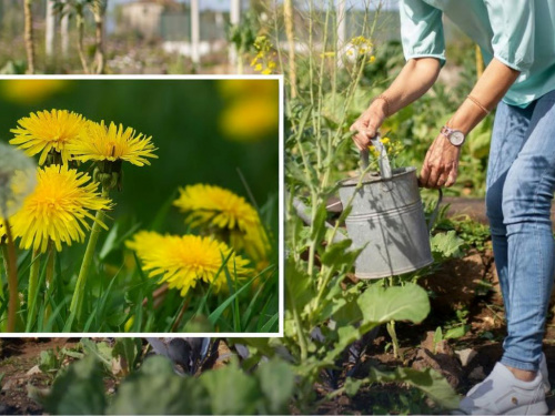 Добриво з кульбаб: як зробити безкоштовну підгодівлю на Дніпропетровщині