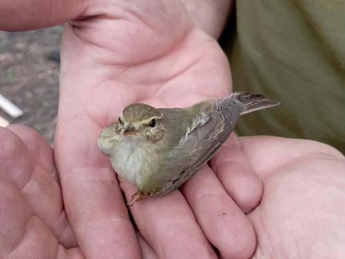 Битва за життя: на Дніпропетровщині боєць ЗСУ врятував маленьку пташку після атаки БпЛА