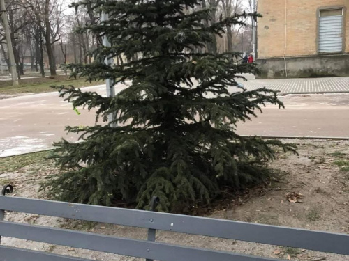 Украдене щастя  - у Кам'янському невідомі обібрали новорічні ялинки