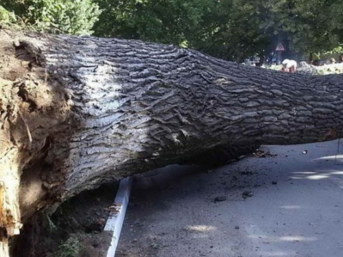 Сильний вітер у Кам'янському: дерево впало на пішоходів, є госпіталізовані - відео