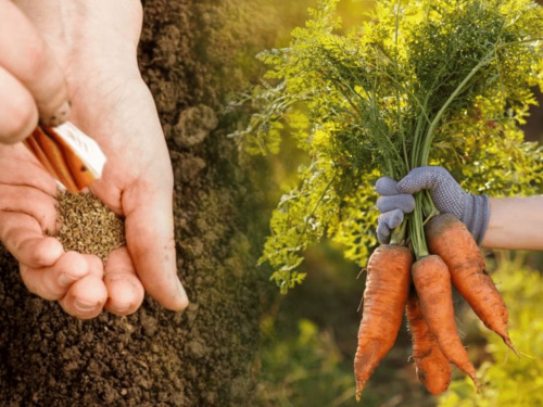 Коли сіяти моркву на Дніпропетровщині у 2026 році: золоті правила та точні терміни для рекордного врожаю