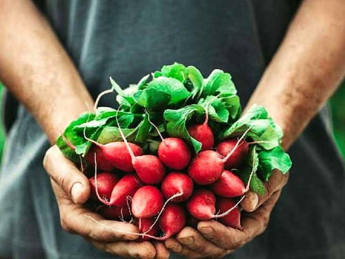 Чому редис гіркий і пустий всередині: помилки, які роблять майже всі