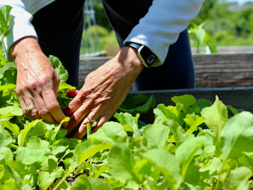 Сад для зайнятих: які овочі гарантовано дадуть урожай на Дніпропетровщині при мінімальному догляді