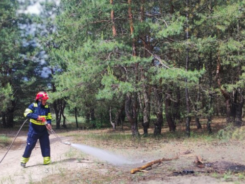 На Дніпропетровщині для захисту лісів від пожеж створять дві тисячі кілометрів мінералізованих смуг