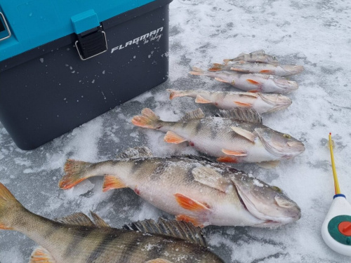 Зимова риболовля на Блакитному озері у Кам'янському: як виманити окуня-гиганта з-під льоду