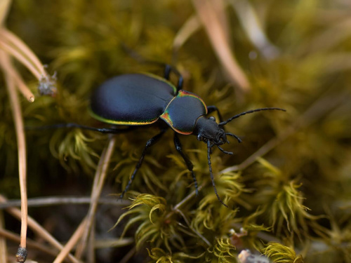 Отруйні жуки з'явилися на Дніпропетровщині: після контакту з ними утворюються пухирі