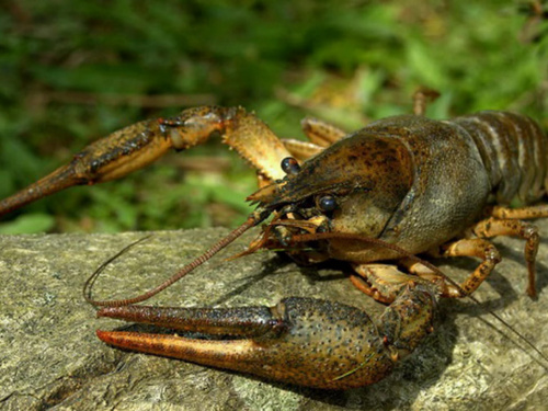 Завтра на Дніпропетровщині завершується заборона на вилов раків  - подробиці