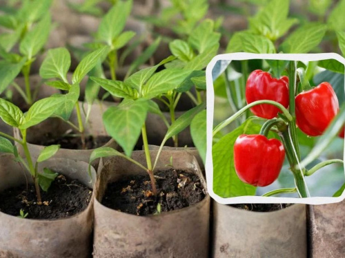 Секрети великого врожаю на Дніпропетровщині: як вирощувати помідори, огірки та перець у степовій зоні