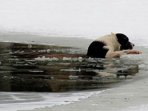 Герой Кам’янського району: як хлопець врятував собаку, що опинився у крижаній пастці