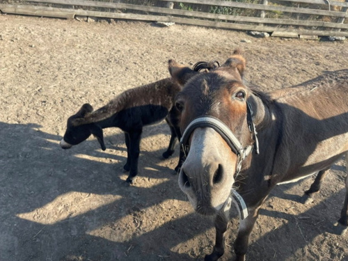 Віслюки-герої, що пережили обстріли, беруть участь у реабілітації захисників під Дніпром