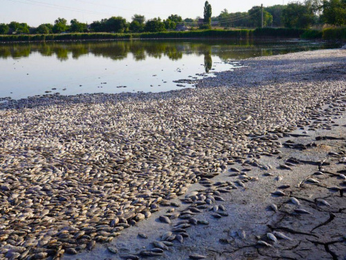 Смердюча пастка: на Дніпропетровщині водойма всіяна тоннами мертвої риби