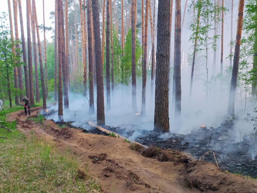 Площа лісових пожеж на Дніпропетровщині скоротилася втричі: плани лісівників на цей рік