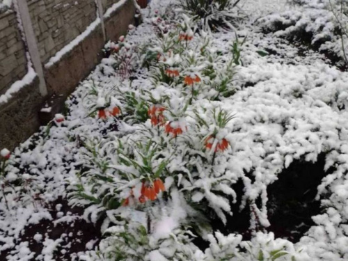 Квітнева аномалія на Дніпропетровщині: регіон засипало снігом після штормового попередження (ФОТО)
