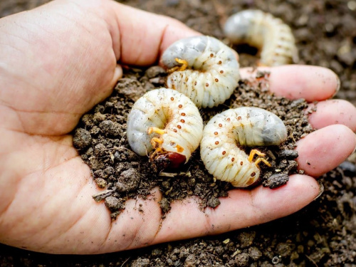 Битва за врожай на Дніпропетровщині: як захистити городину від личинок хруща