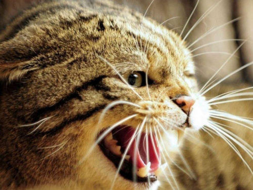 Сказ дістався Кам’янського: кіт напав на своїх господарів та завдав їм ушкоджень - подробиці