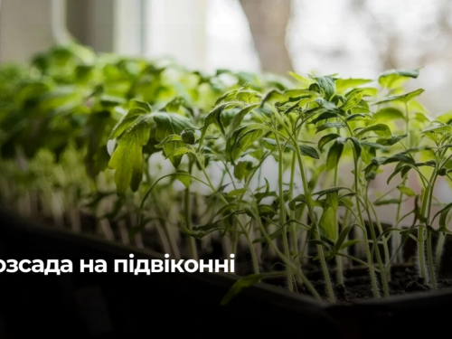 Більше не «ниточки»: як виростити розсаду-гіганта на підвіконні за допомогою копійчаного засобу