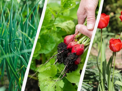 Посівна під загрозою заморозків: що можна садити на городах Дніпропетровщини вже наприкінці березня