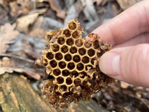 Секрети лісового дупла: на Дніпропетровщині знайшли дикі медові соти