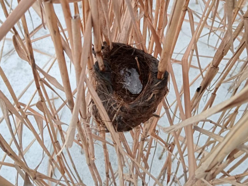 На Дніпропетровщині очеретянка будує унікальні гнізда-кошики на воді