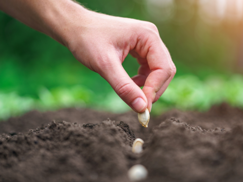 Березень на городі: що терміново потрібно зробити жителям Кам'янського, щоб не залишитися без врожаю