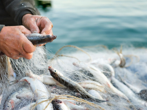 Понад 2 мільйони гривень збитків: підсумки роботи Дніпропетровського рибоохоронного патруля за листопад