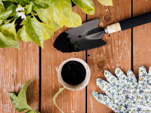 Весняний «допінг» для саду: чим підживити дерева та кущі в березні для рекордного врожаю