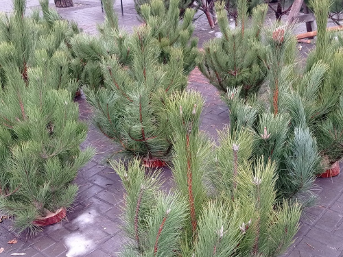 Новорічні ярмарки стартують: офіційні адреси, де у Кам’янському продаватимуть натуральні ялинки