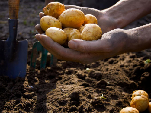 Головна помилка ранньої посадки: коли жителям Кам’янського закладати картоплю у 2026 році