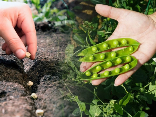 Саджаємо горох у квітні: найвитриваліший овоч для мінливого клімату Дніпропетровщини