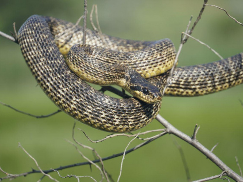 На Дніпропетровщині помічено одну з найбільших змій України: чому унікальний плазун під загрозою зникнення