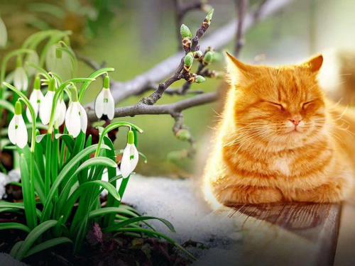 Як плавно перейти від зими до весни: поради з різних сфер життя