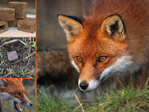 Імунізація диких тварин: у шести районах Дніпропетровщини розпочнуть вакцинацію