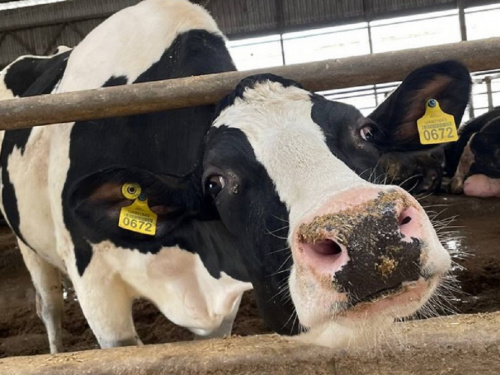 Життя після евакуації: на Дніпропетровщині рогаті "біженки" з Бахмута ставлять рекорди продуктивності 