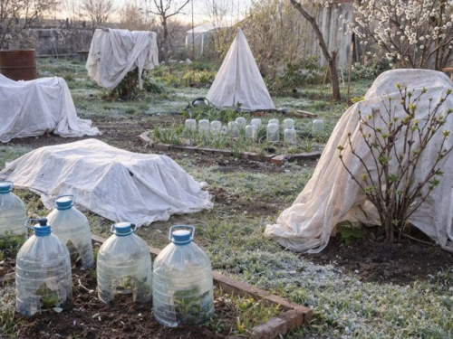 Раптові заморозки до -3°C на Дніпропетровщині: дієві методи порятунку висадженої розсади та квітучих садів