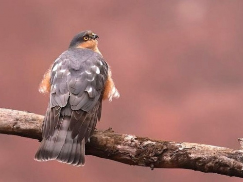 Пташка вагою зі смартфон: мережу зачарувало фото яструба малого з Дніпропетровщини