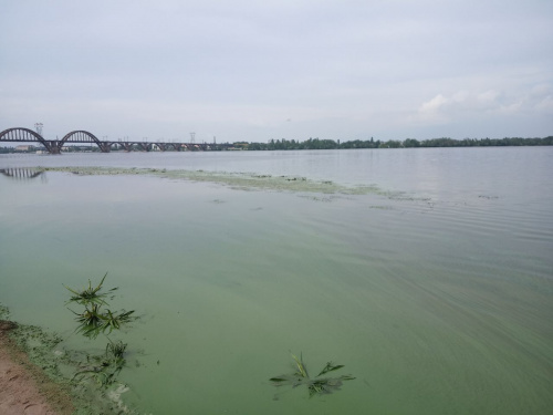 Річка Дніпро потерпає від аномальної спеки: зафіксовано позапланове цвітіння