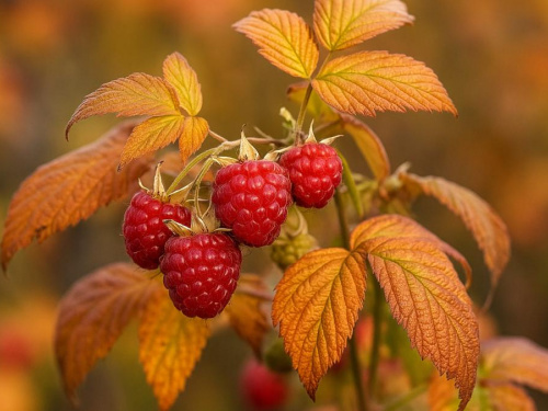 Природний феномен на Дніпропетровщині: малина рясно вродила у грудні