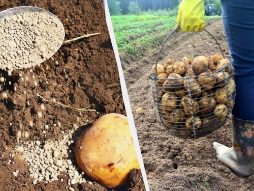 Для гарного врожаю картоплі на Дніпропетровщині: головні правила посадки, про які знають не всі