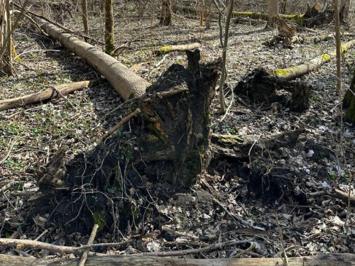 Ландшафтному парку на островах посеред Кам'янського водосховища загрожує зникнення - подробиці