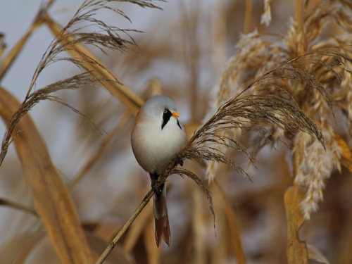 Вусаті мешканці очерету: на Дніпропетровщині зафіксували рідкісних птахів із «карнавальним» виглядом